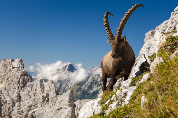 ibex agile