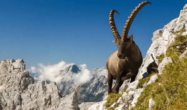 Ibex climbing a rock face