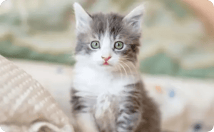 Grey and white kitten