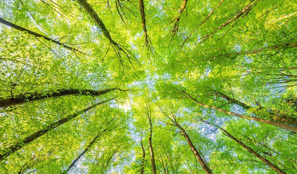 Trees in a forest are shown from below, from the forest floor. Trees lean up and into the centre of the image. Blue sky appears between the gaps in the green tree-tops.