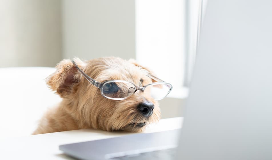 A golden scruffy dog sitting front of a laptop wearing glasses.