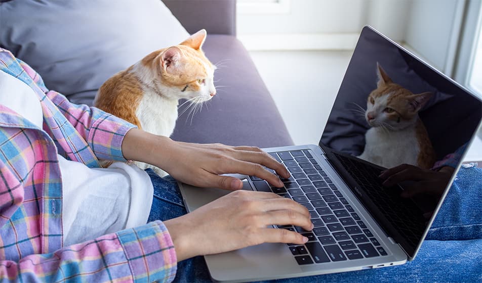 A woman working from home is sat on her grey sofa with her ginger and white cat has her laptop on her lap.