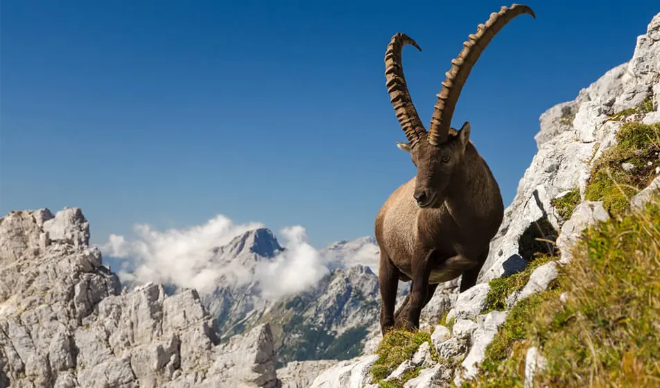An Ibex with huge horns is standing on the slide of a cliff near some greenery. Behind him in the background are mountains touching the clouds.